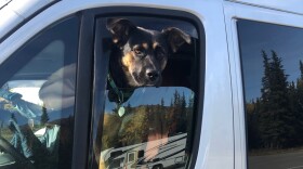 Alaskans commonly travel to Canada and the Lower 48 with dogs.