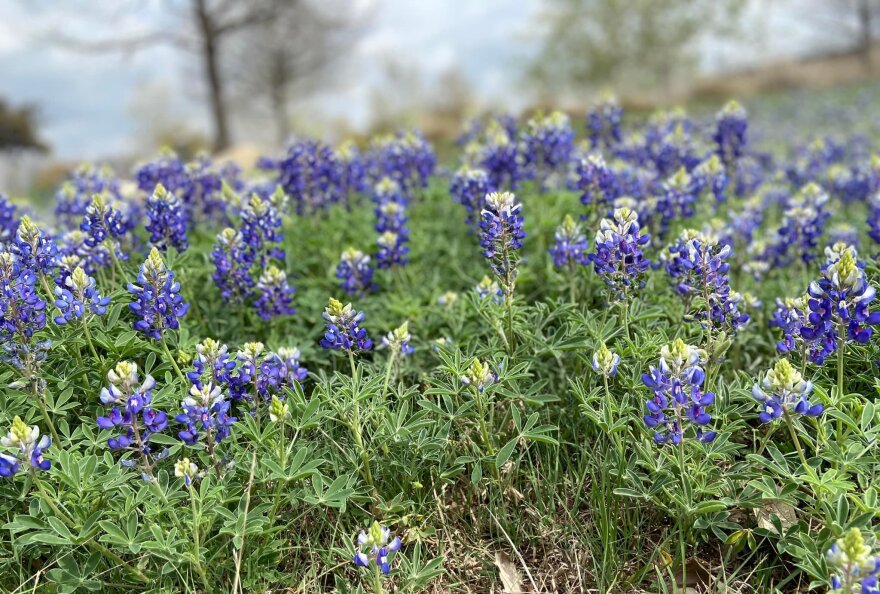 bluebonnets