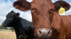 Cloned cows on a farm outside Austin, Texas, in 2005. British food safety officials are trying to determine how a bull from the embryo of a cloned U.S. cow came to be slaughtered and eaten in Britain.