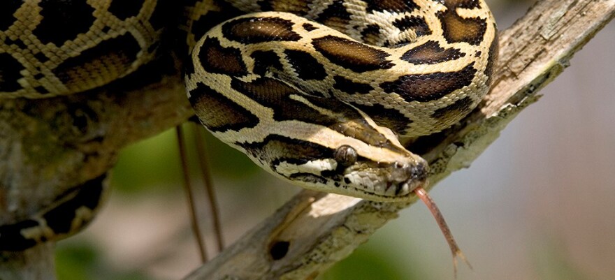 The South Florida Water Management District Governing Board agreed Thursday to double its number of hunters who are trying to eradicate invasive Burmese pythons. NATIONAL PARK SERVICE