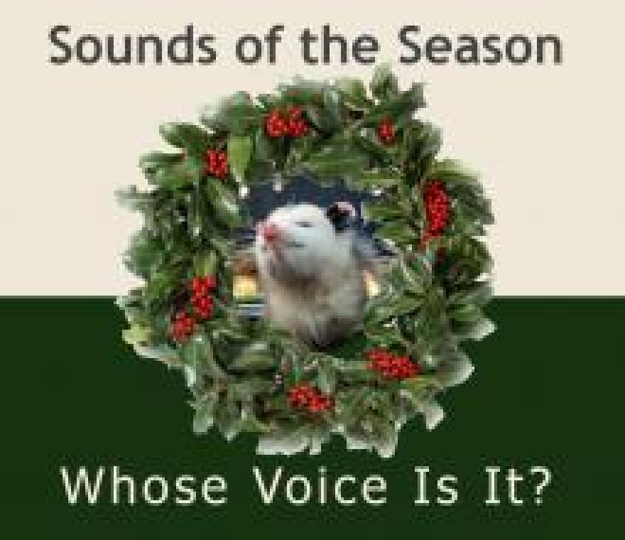 The Wildlife Center of Virginia offers an online video game to help kids learn the sounds of local animals.