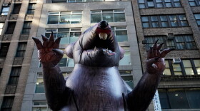 A giant inflatable rat makes its way down the street in midtown New York City  November 26, 2019 where it will sit outside a company's office in New York. - American unions have been using ballooned rodents to highlight unfair labor practises since the 1990s. (Timothy A. Clary/AFP via Getty Images)