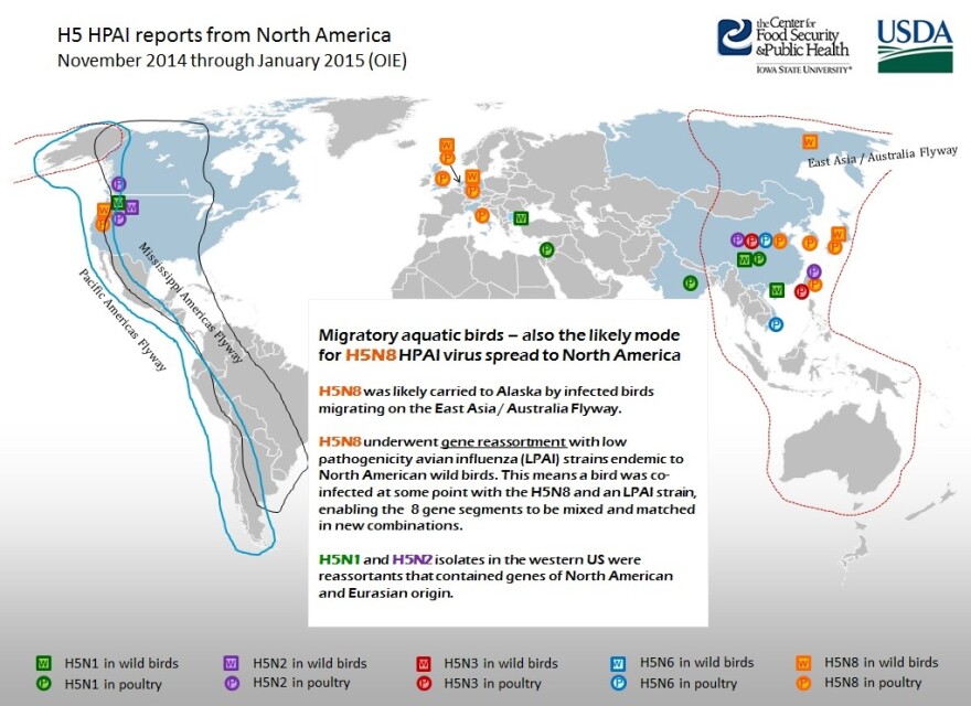 Migratory Birds Brought Bird Flu To Idaho | Boise State Public Radio