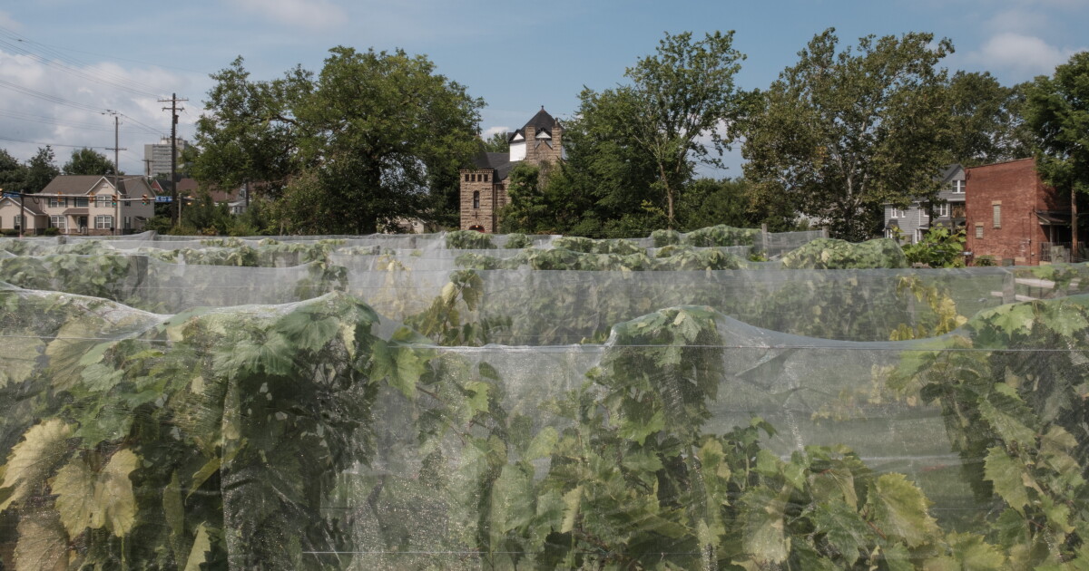 How Ohio's vineyards are handling the invasive spotted lanternfly to protect Ohio wine