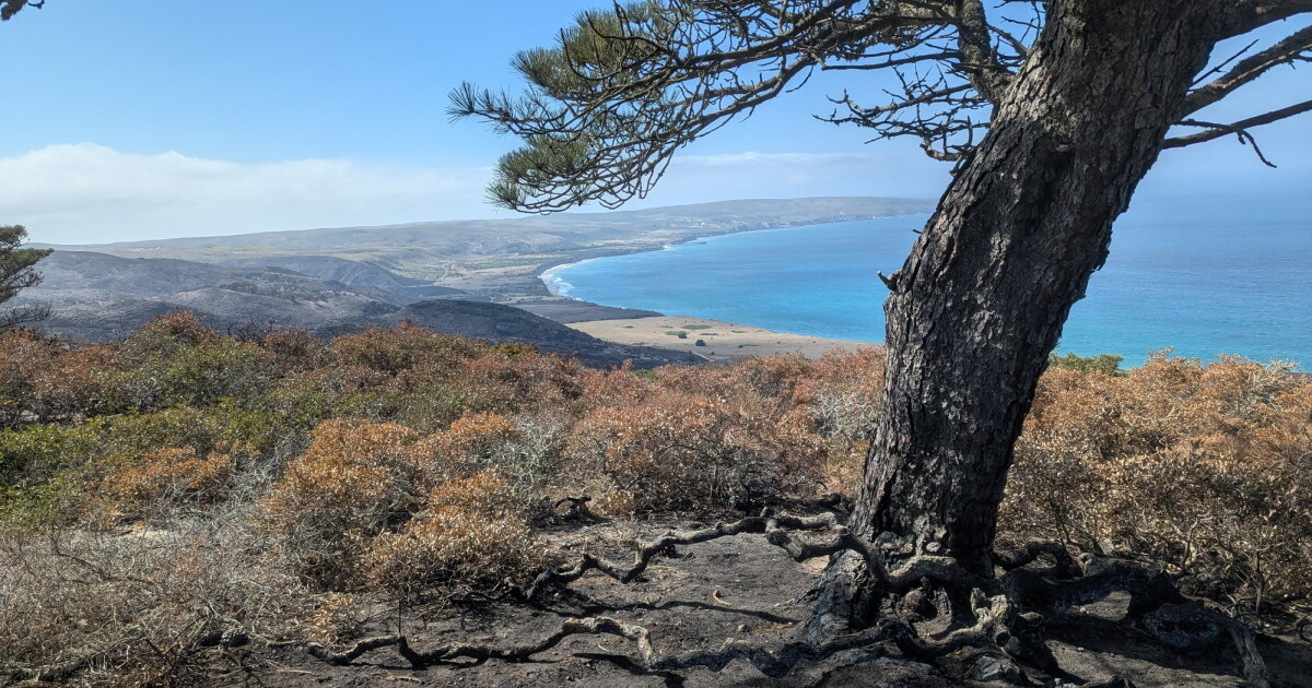 Wildfire takes a heavy toll on Santa Rosa Island's rare Torrey pines