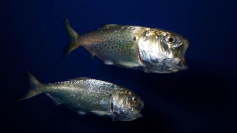 Atlantic menhaden fish, the forage species at the center of fiery, yearslong debate.