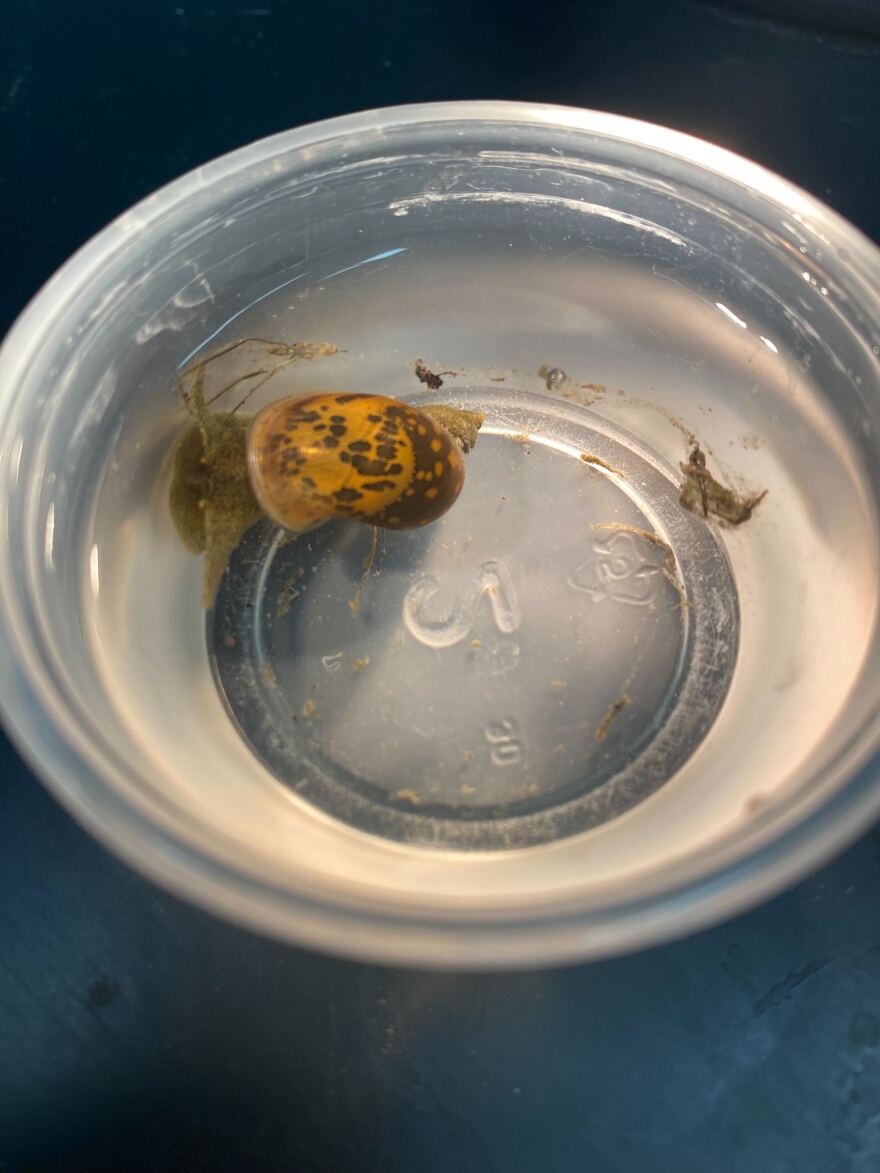 A snail infected with swimmer’s itch at a UAF Department of Biology and Wildlife lab.