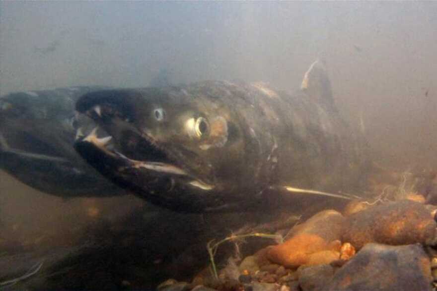 two fish swim together in foggy water