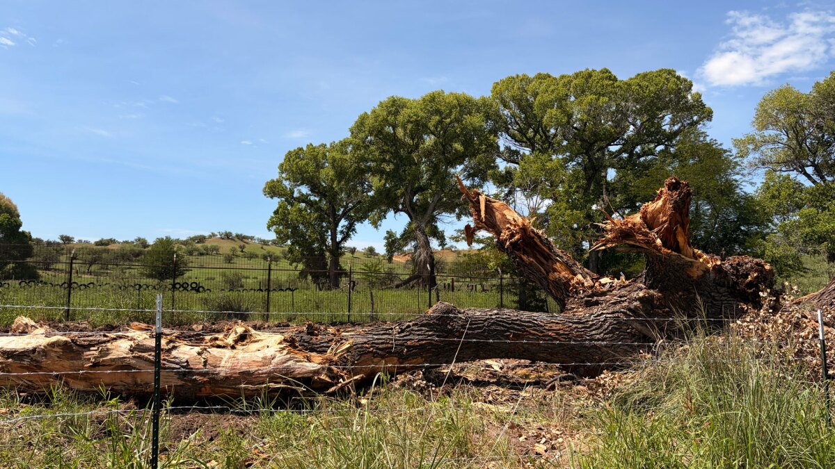 Protesters stage tree sit-in to halt cottonwood grove demolition for Arizona border wall