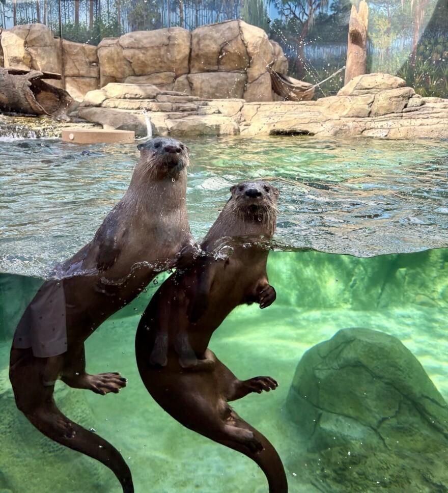 Two brown otters in a tank look at camera.