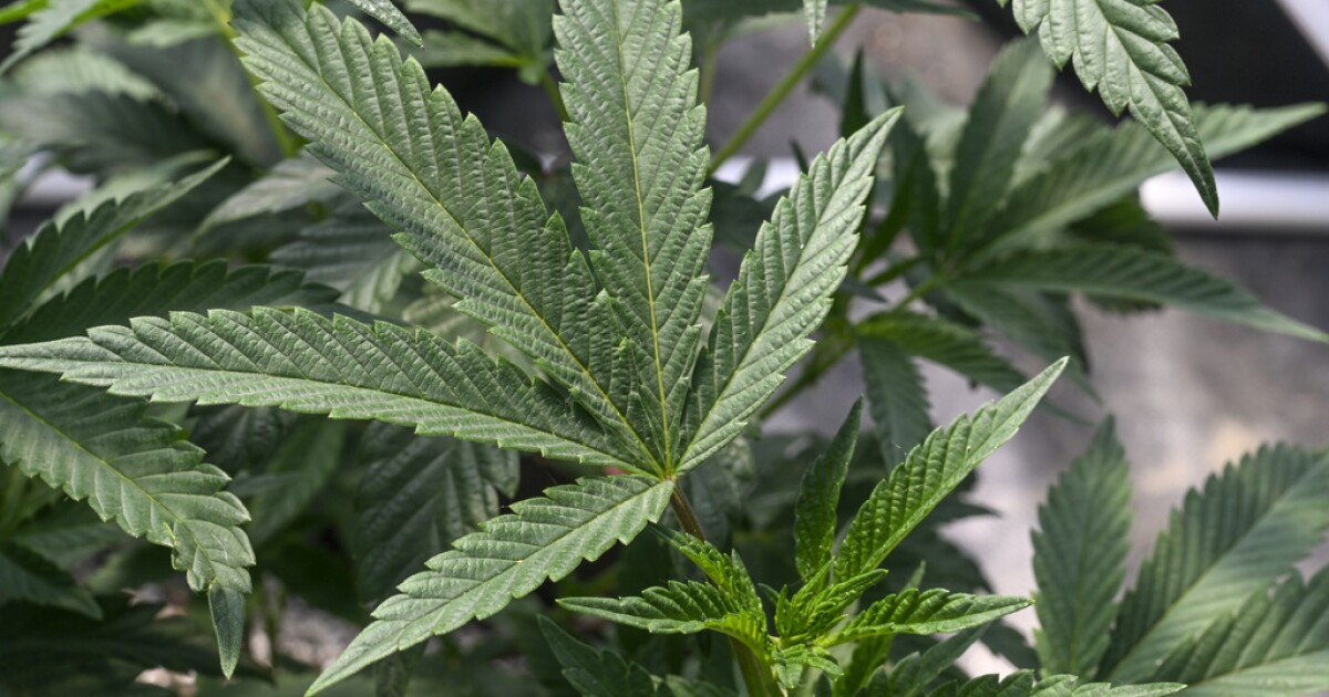 Living near marijuana shops may increase chance of health issues, study finds