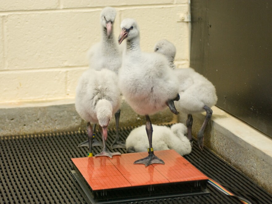 The researchers tested the movements of eight juvenile flamingos at Zoo Atlanta.