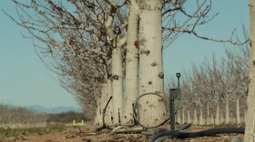 Bowie spigot and trees Spot