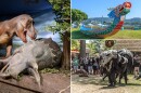 (Clockwise from left) Dino Days of Summer, the Dragon Boat Festival and the Bristol Renaissance Faire.