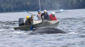 Entangled whale near Petersburg.