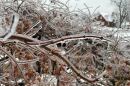 Ice coats a bush in Bowling Green, Kentucky in the late January winter storm. 