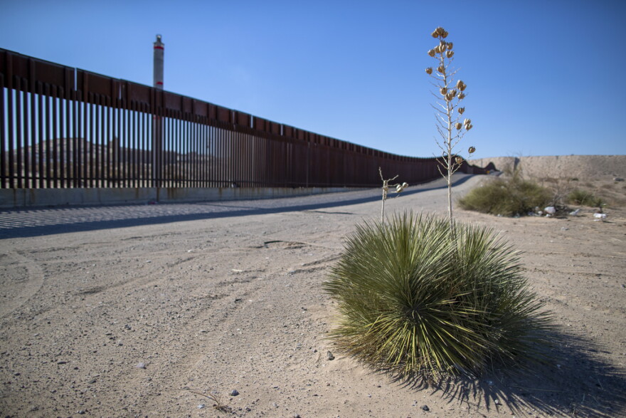 A yucca plant is backdropped by the border wall in Sunland Park, N.M., Tuesday, Jan. 21, 2025. (AP Photo/Andres Leighton)
