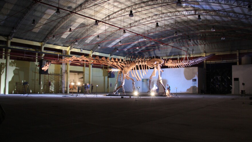 The titanosaur, seen here nearly spanning the width of a hangar, is considered the largest known dinosaur in the world.