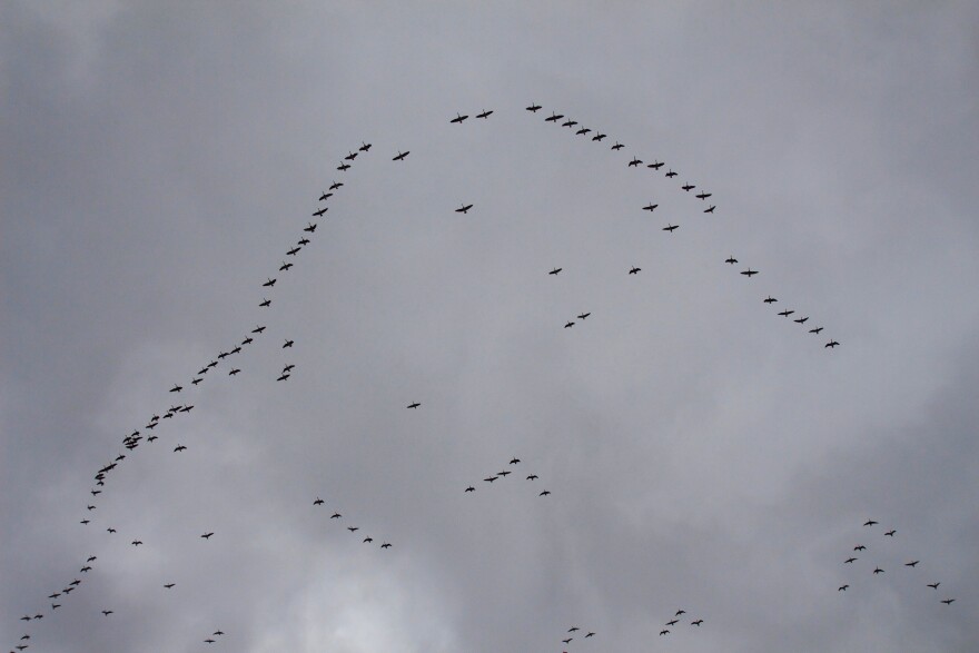 Geese fly in an arc shaped pattern against a gray sky.