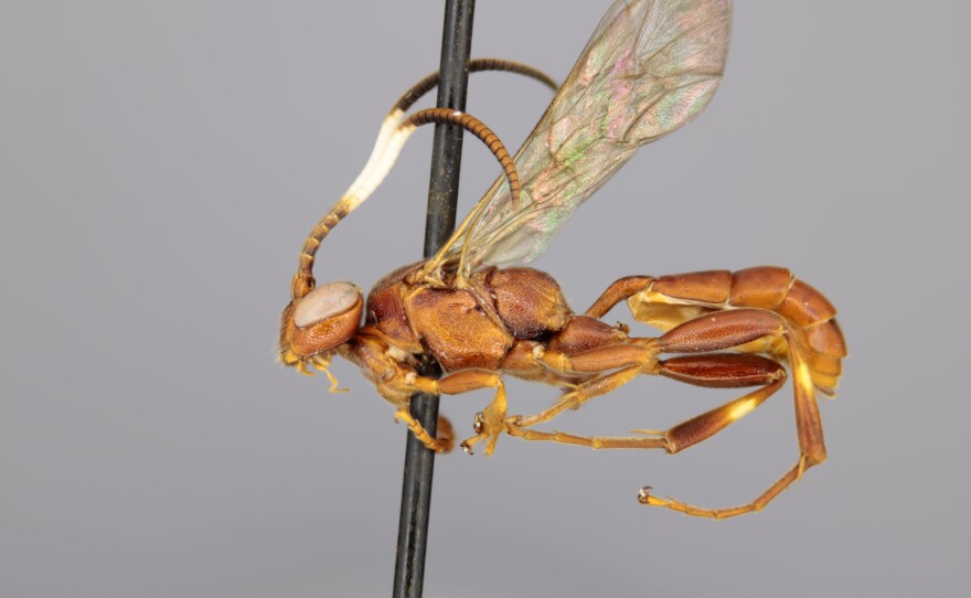 Cratichneumon tetragonops (female)