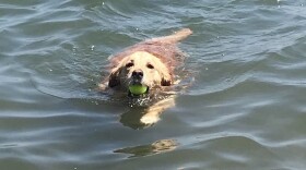 A golden retriever is swimming in a lake with a tennis ball in her mouth