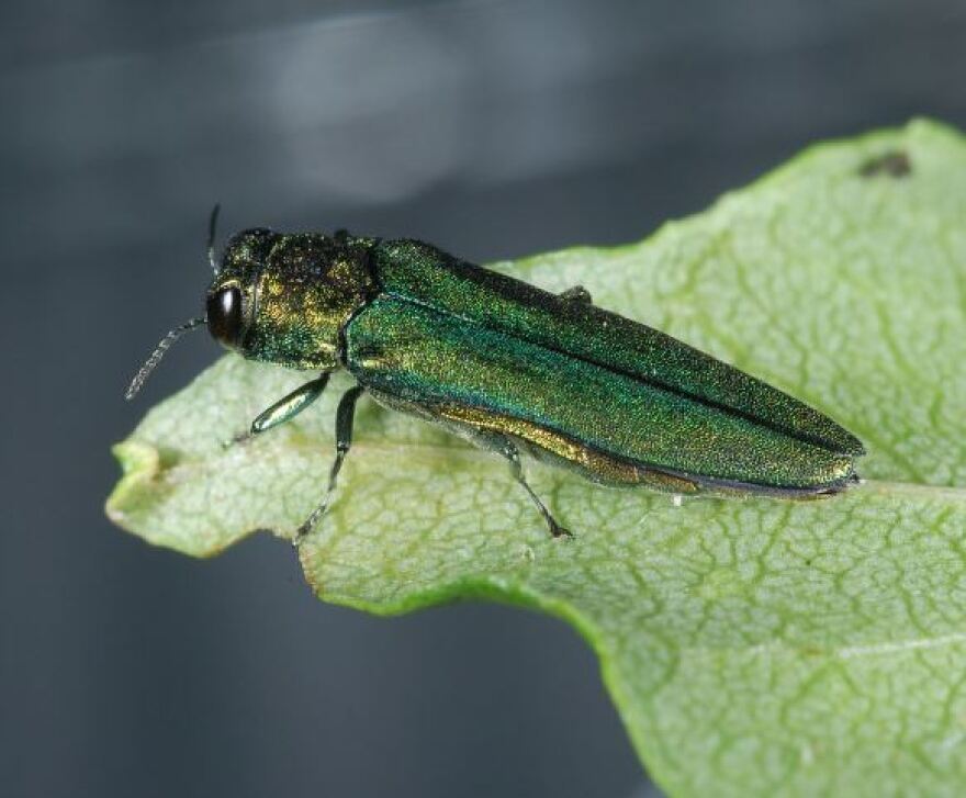 Emerald ash borer on a leaf