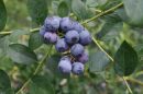 IFAS researchers have been involved in an experiment to uncover ways to create tastier and sturdier blueberries.