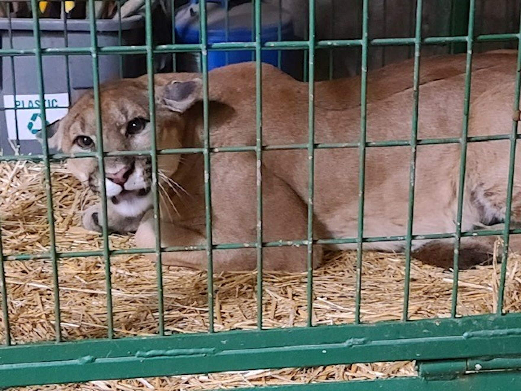 Mountain lion captured in Springfield settling in at new home NPR