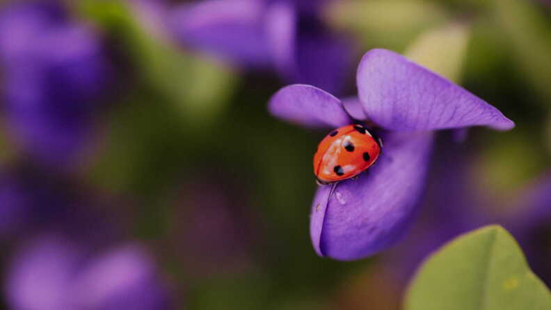 St. Louis Photographer Releases “Silver Lining” Book Featuring Forest Park Macro Photography