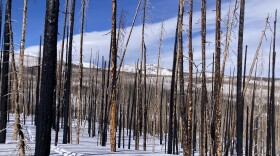 A burned forest that currently has snow on the ground.