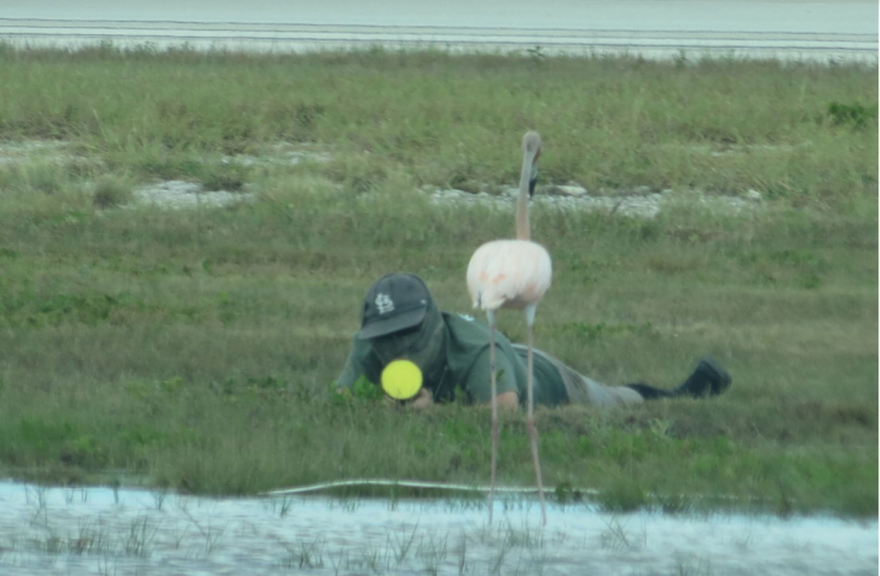 Zoo Miami rescued this orphaned young flamingo from the Boca Chica Naval Air Station using a net gun. After nursing the bird back to health, they released it with a tracking device and discovered it stayed in Florida.