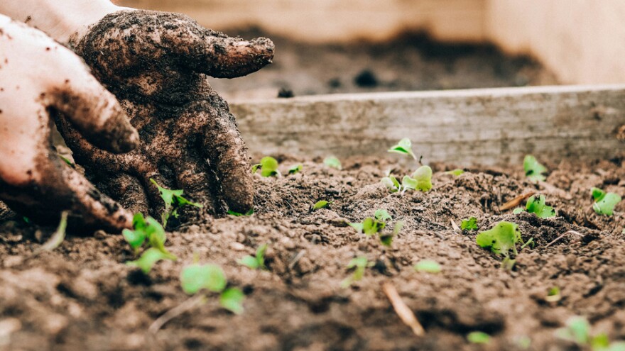 dirty hands planting plants in soil