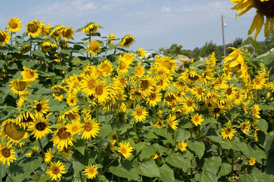 101817_sunflowers_rows_1.jpg
