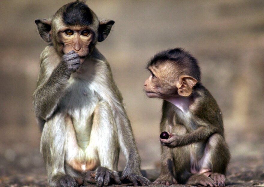 A young long-tailed macaque, holding a grape, looks on as its older partner gobbles down a larger share of food gathered Sunday, Nov. 25, 2001, at the annual monkey feast in Lopburi, Thailand. (AP Photo/David Longstreath)
