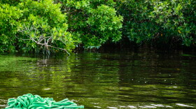 A finger-like configuration of AquaFlex's open-cell foam floats in a canal just off the Caloosahatchee River in Fort Myers.