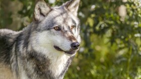 wolf