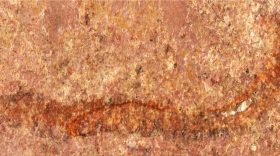 A fossil of the newly-identified species, Arrakiscolex aasei, named after the fictional planet in the novel “Dune” which is inhabited by massive armored worms.