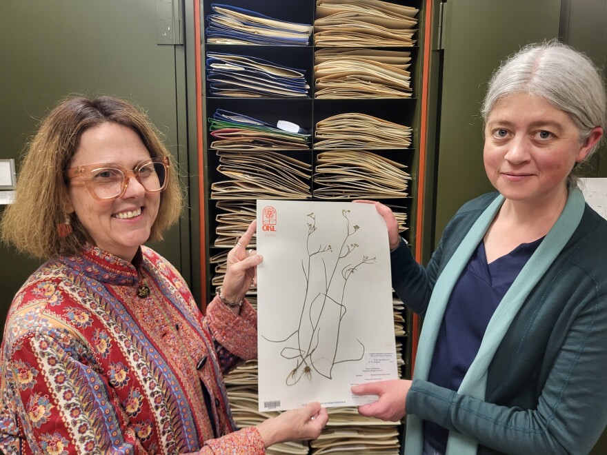 Oklahoma Biological Survey botanist Amy Buthod and Robert Bebb Herbarium curator Abigail Moore show a plant sample in the herbarium