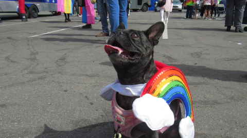 A black french bulldog wears a rainbow costume and sits on asphalt. Two people in the background wear pride flags as capes. 