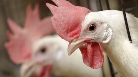 In this March 25, 2010 photo, two white leghorn hens poke their heads out of their cages at a Purdue University research farm in Montmorenci, Ind. 