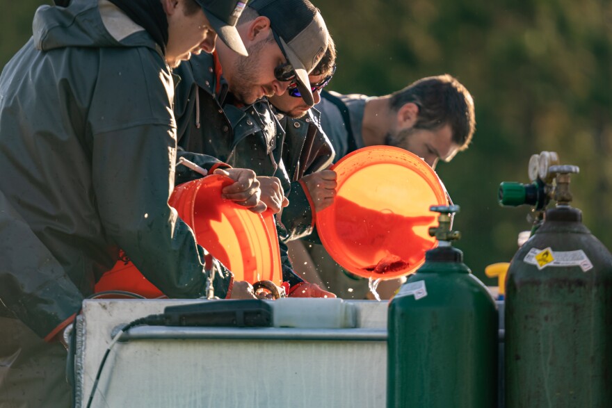 Mole Lake Fisheries workers transfer walleye fingerlings to tanks in trucks. The fingerlings will next be released in local lakes.