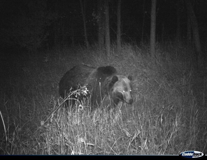 A grizzly bear captured on a game camera on the PN Ranch near Winifred in Oct. 2023. The bear is the first seen in the Upper Missouri River Breaks in over a century.