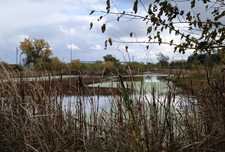 Another view of the wetland in Canton.