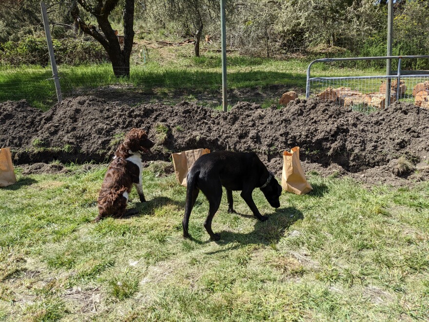A brown and white spaniel sitting on the grass next to a trench while a large black dog sniffs the ground in front of a brown paper bag.