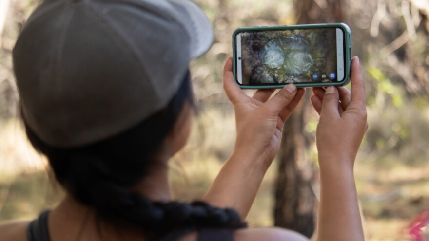 Pygmy Owl Footage