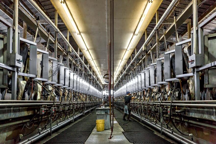 Cows in the milking area with mechanized suction machines