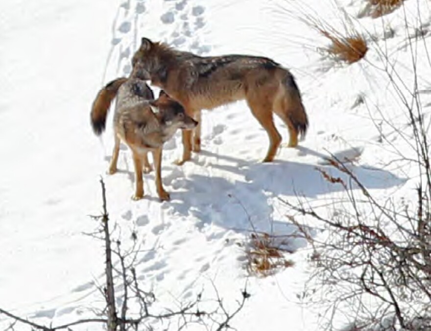 Researchers estimate just two wolves remain on Isle Royale.