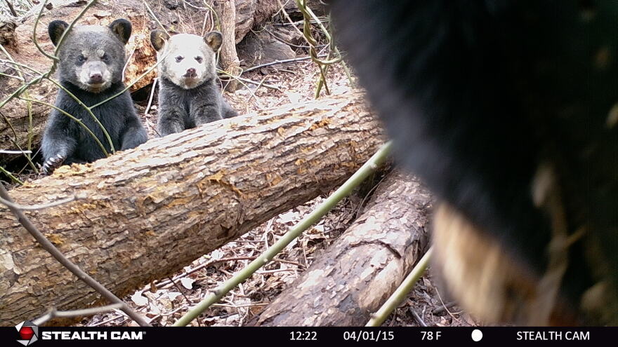 Black bear cubs pictured on a trail camera in Oklahoma.