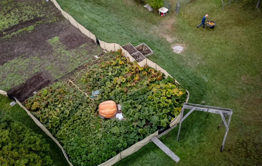 Early in the morning, giant pumpkin grower Steven Connolly pushes a wheelbarrow near a pumpkin he estimates to weigh around 1500 pounds.