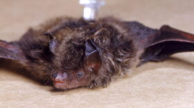 Health authorities are warning Kansans to be aware of an increase in the number of bats carrying rabies.